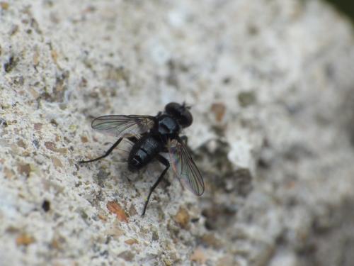 Réf. 283 061 : Phania funesta